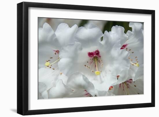 White Rhododendron-George Johnson-Framed Photo