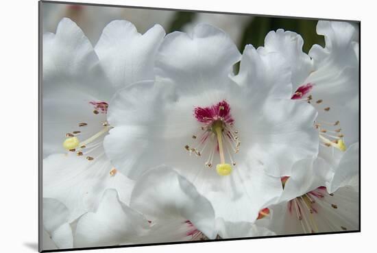 White Rhododendron-George Johnson-Mounted Photo