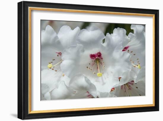 White Rhododendron-George Johnson-Framed Photo