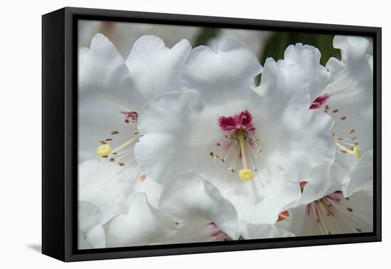 White Rhododendron-George Johnson-Framed Stretched Canvas