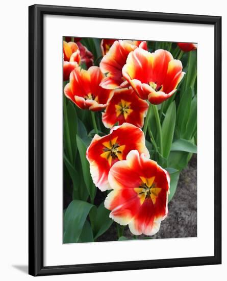 White Rimmed Red Tulips-Anna Miller-Framed Photographic Print