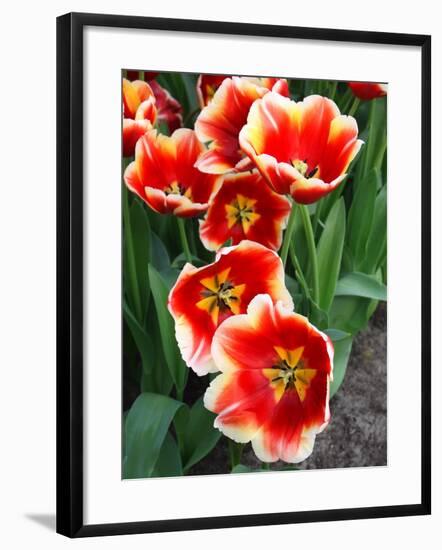 White Rimmed Red Tulips-Anna Miller-Framed Photographic Print