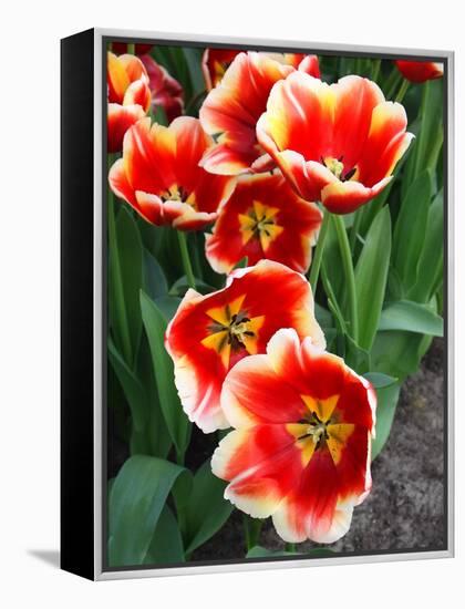 White Rimmed Red Tulips-Anna Miller-Framed Premier Image Canvas