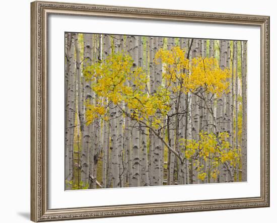 White River National Forest, Colorado, USA-Don Grall-Framed Photographic Print