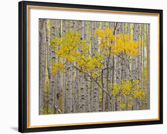 White River National Forest, Colorado, USA-Don Grall-Framed Photographic Print