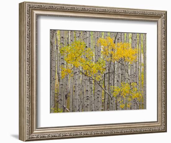 White River National Forest, Colorado, USA-Don Grall-Framed Photographic Print