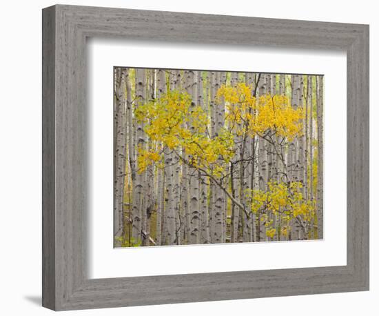 White River National Forest, Colorado, USA-Don Grall-Framed Photographic Print