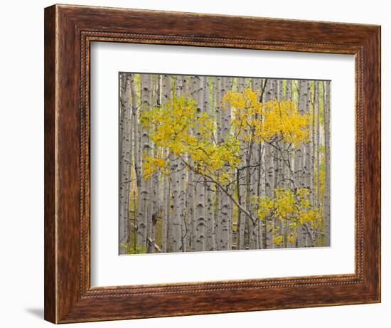 White River National Forest, Colorado, USA-Don Grall-Framed Photographic Print