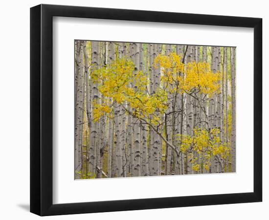 White River National Forest, Colorado, USA-Don Grall-Framed Photographic Print