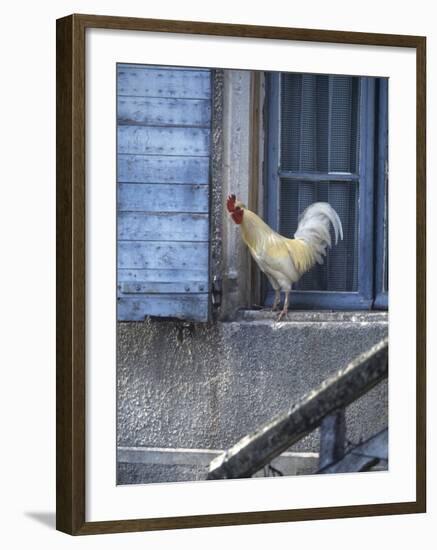 White Rooster on Window Ledge-Joerg Lehmann-Framed Photographic Print