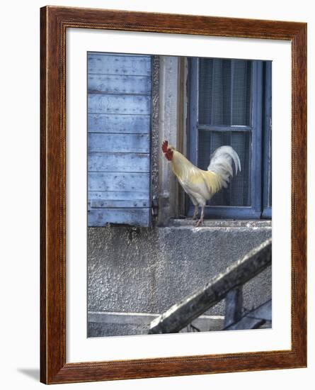 White Rooster on Window Ledge-Joerg Lehmann-Framed Photographic Print