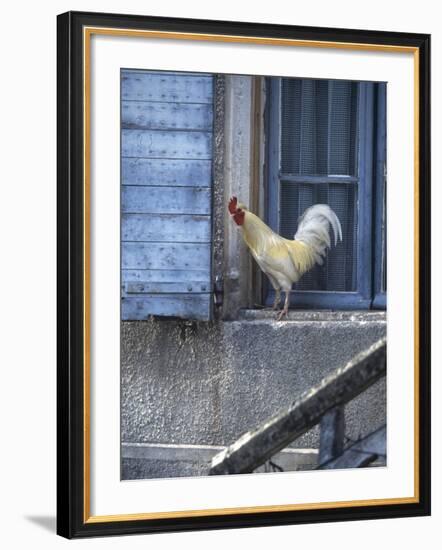 White Rooster on Window Ledge-Joerg Lehmann-Framed Photographic Print