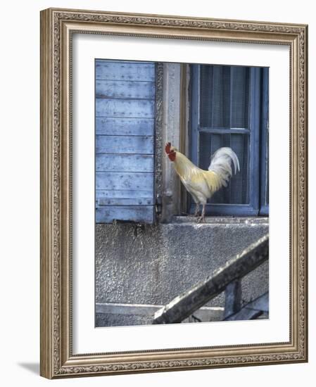 White Rooster on Window Ledge-Joerg Lehmann-Framed Photographic Print