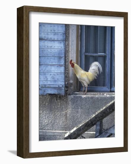 White Rooster on Window Ledge-Joerg Lehmann-Framed Photographic Print