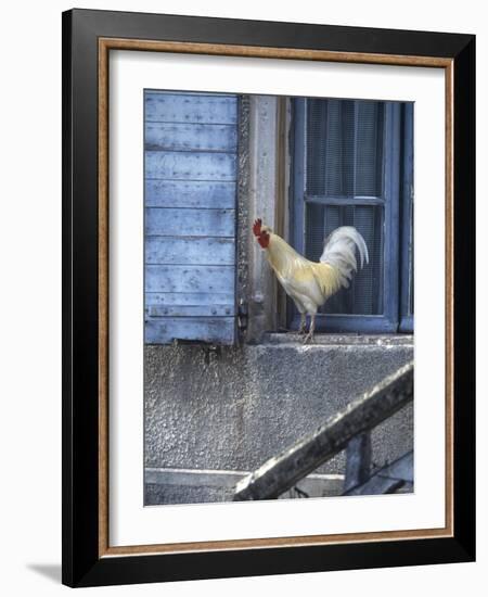 White Rooster on Window Ledge-Joerg Lehmann-Framed Photographic Print