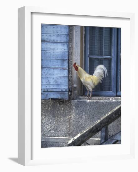 White Rooster on Window Ledge-Joerg Lehmann-Framed Photographic Print