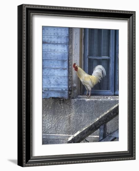 White Rooster on Window Ledge-Joerg Lehmann-Framed Photographic Print