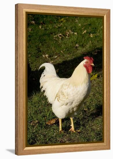 White Rooster-Natalie Tepper-Framed Stretched Canvas