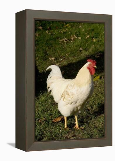 White Rooster-Natalie Tepper-Framed Stretched Canvas