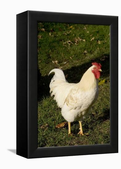 White Rooster-Natalie Tepper-Framed Stretched Canvas