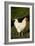 White Rooster-Natalie Tepper-Framed Photo