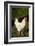 White Rooster-Natalie Tepper-Framed Photo