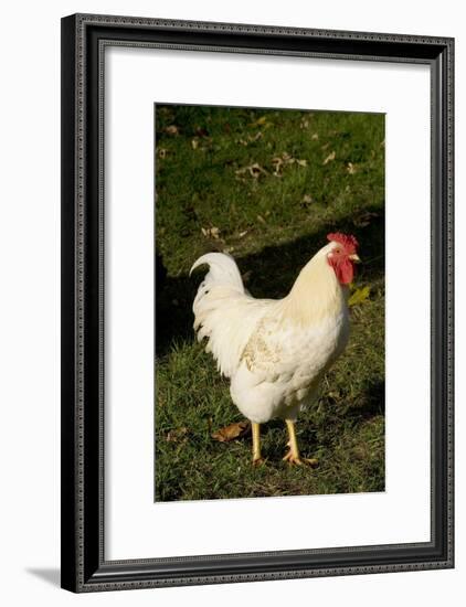 White Rooster-Natalie Tepper-Framed Photo