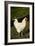 White Rooster-Natalie Tepper-Framed Photo