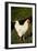 White Rooster-Natalie Tepper-Framed Photo