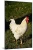 White Rooster-Natalie Tepper-Mounted Photo