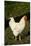 White Rooster-Natalie Tepper-Mounted Photo