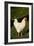 White Rooster-Natalie Tepper-Framed Photo