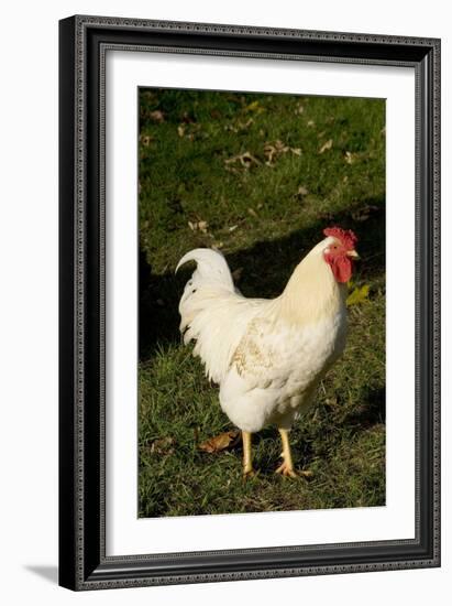 White Rooster-Natalie Tepper-Framed Photo