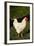 White Rooster-Natalie Tepper-Framed Photo