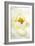 white rose 2-Kenny Primmer-Framed Art Print