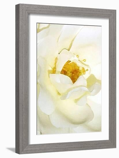 white rose 2-Kenny Primmer-Framed Art Print