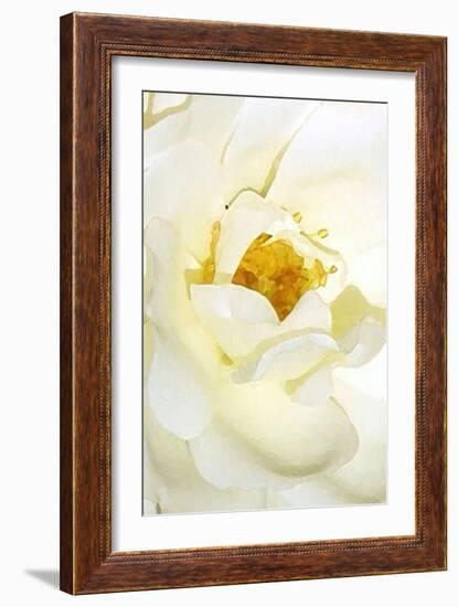 white rose 2-Kenny Primmer-Framed Art Print