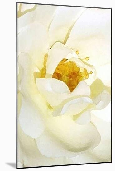 white rose 2-Kenny Primmer-Mounted Art Print