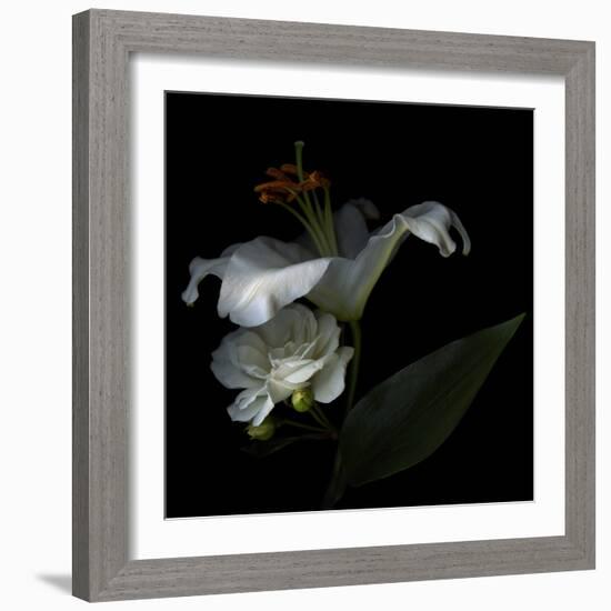 White Rose and White Lily-Magda Indigo-Framed Photographic Print