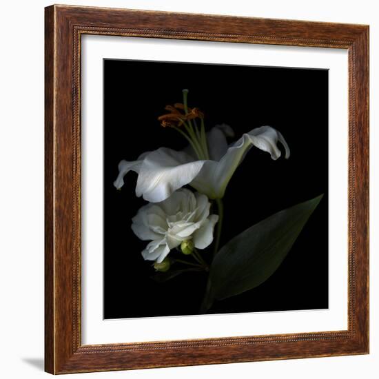 White Rose and White Lily-Magda Indigo-Framed Photographic Print