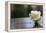 White Rose at September 11 Memorial-null-Framed Stretched Canvas