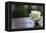 White Rose at September 11 Memorial-null-Framed Stretched Canvas