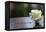 White Rose at September 11 Memorial-null-Framed Stretched Canvas