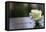 White Rose at September 11 Memorial-null-Framed Stretched Canvas