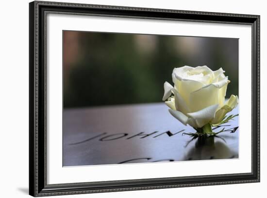 White Rose at September 11 Memorial-null-Framed Photo