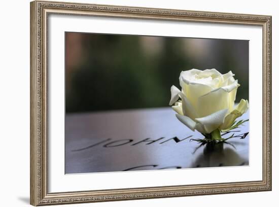 White Rose at September 11 Memorial-null-Framed Photo