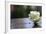 White Rose at September 11 Memorial-null-Framed Photo