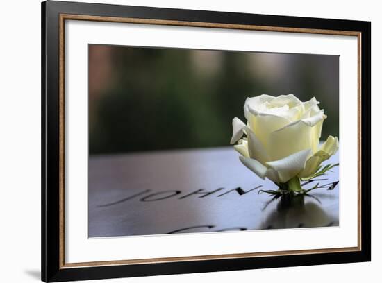 White Rose at September 11 Memorial-null-Framed Photo