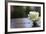 White Rose at September 11 Memorial-null-Framed Photo