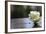 White Rose at September 11 Memorial-null-Framed Photo